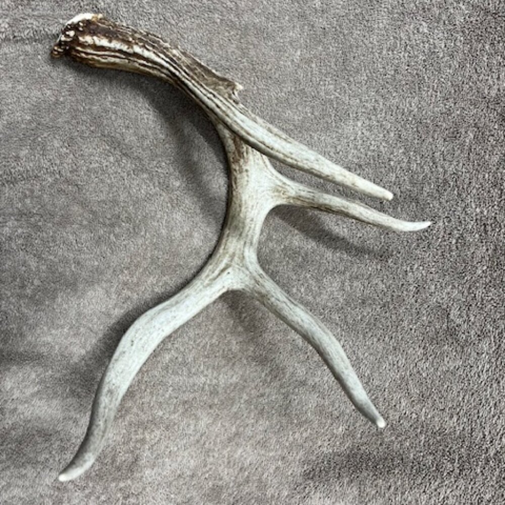 Real white tail deer shed antler